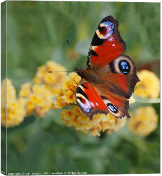 Peacock Butterfly & Yellow Buddleia Canvas Print by OBT imaging