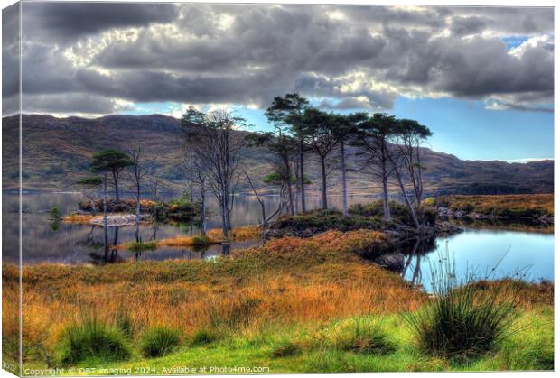 Loch Assynt Pine Trees Late Autumn Scottish Highlands Canvas Print by OBT imaging