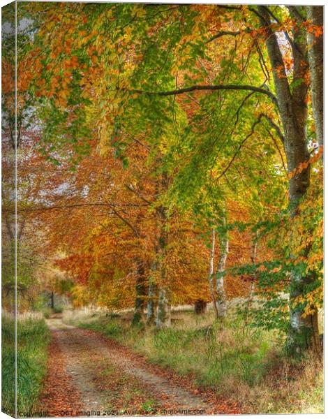 Birch and Beech Tree Track Speyside Scotland Canvas Print by OBT imaging