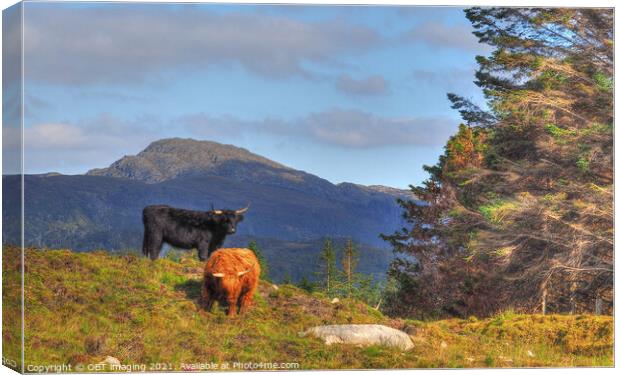 Black And Tan Highland Cattle On The Mountain Canvas Print by OBT imaging