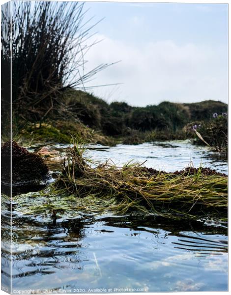 Flowing Stream  Canvas Print by Charlie Tayler