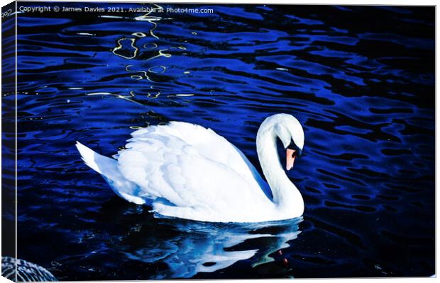 Beautiful Swan Canvas Print by James Davies