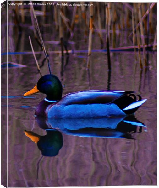 Just a Duck Canvas Print by James Davies