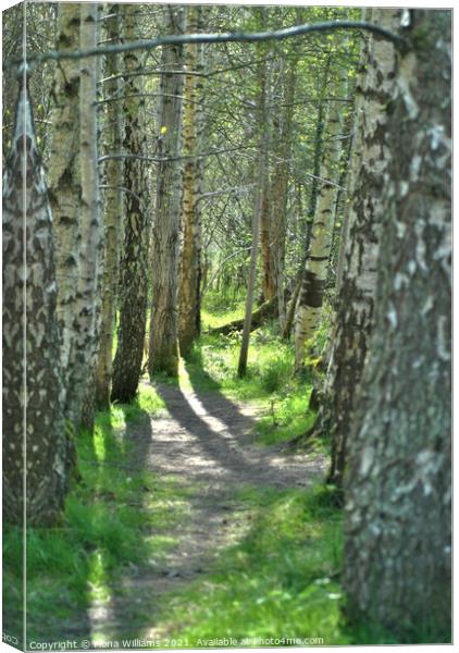 Pathway through the forrest Canvas Print by Fiona Williams