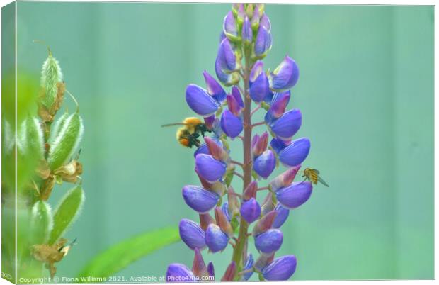 Bee and Hover Fly on some flowers Canvas Print by Fiona Williams