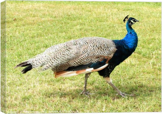 Peacock without tail feathers Canvas Print by Fiona Williams