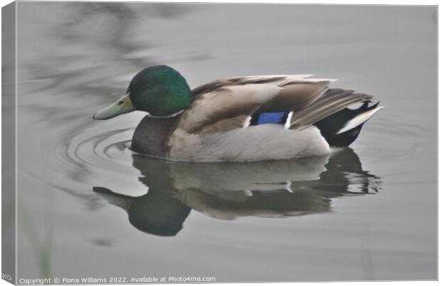 Duck Canvas Print by Fiona Williams