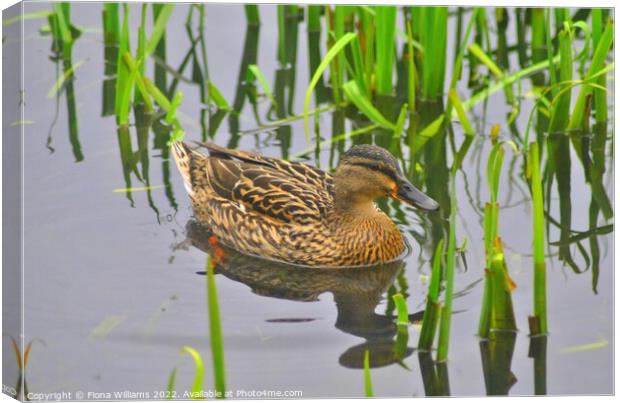 Duck in the reeds Canvas Print by Fiona Williams
