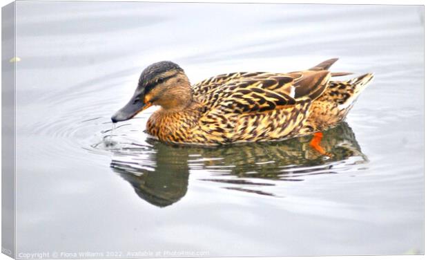 Beautiful Brightly coloured duck Canvas Print by Fiona Williams