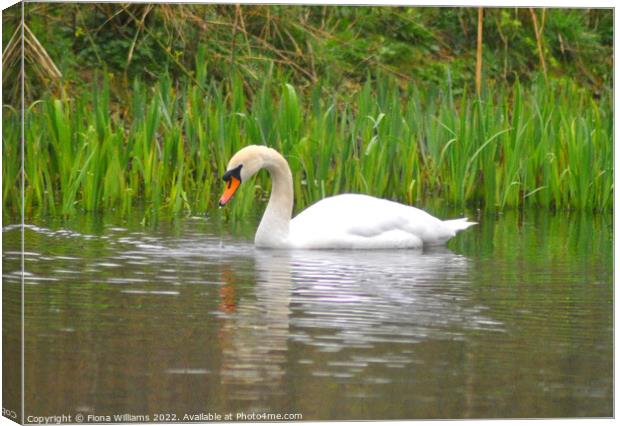 Beautiful Swan taking a drink Canvas Print by Fiona Williams