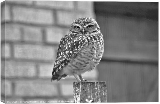 Black and white owlette Canvas Print by Fiona Williams