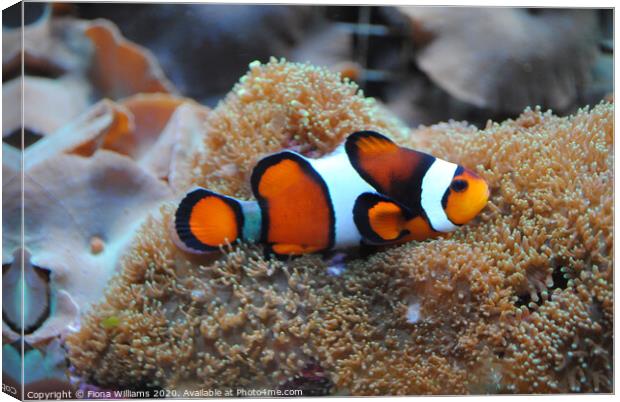 Real life Nemo Clown fish on some anemonie Canvas Print by Fiona Williams