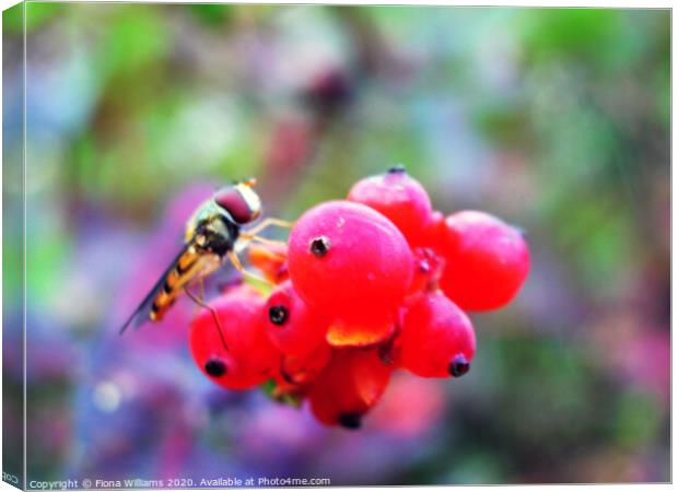 A hoverfly on some berries in a garden in Freuchie Canvas Print by Fiona Williams