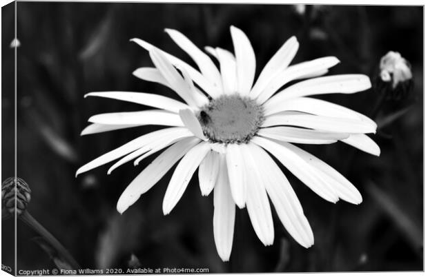 Black and White Daisy Canvas Print by Fiona Williams
