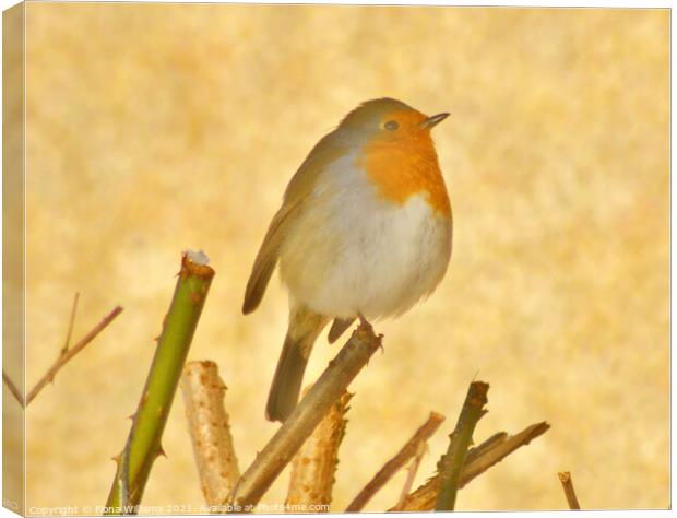Robin in the bushes in the snow Canvas Print by Fiona Williams