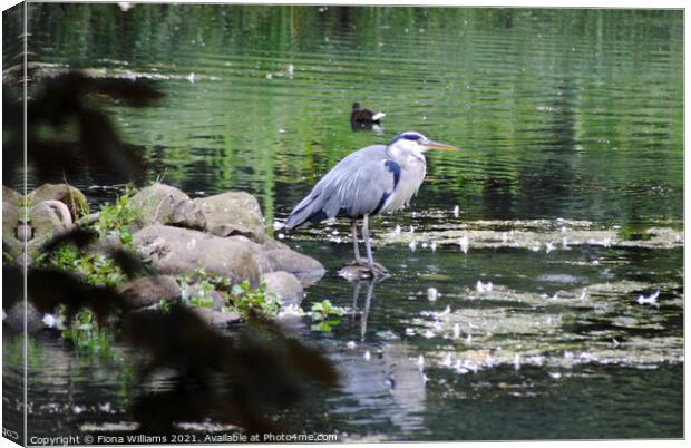 Heron in the water at Kelvingrove Canvas Print by Fiona Williams