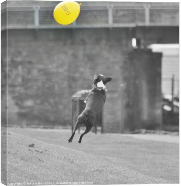 Frenchie Dog jumping for a balloon Canvas Print by Fiona Williams