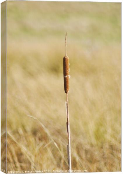 Lone Reed in the field Canvas Print by Fiona Williams