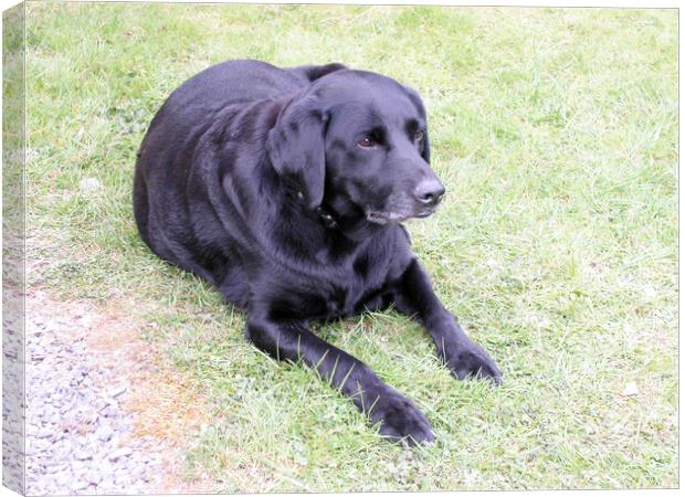 Black Labrador on the grass Canvas Print by Fiona Williams