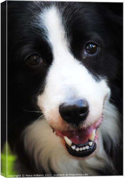 Border Collie working dog Canvas Print by Fiona Williams