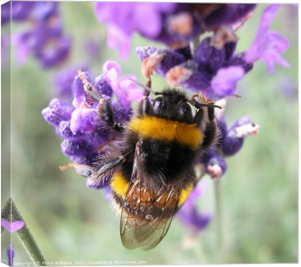 Bee collecting pollen from lavender Canvas Print by Fiona Williams