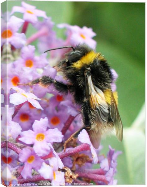 Bee collecting Pollen Canvas Print by Fiona Williams