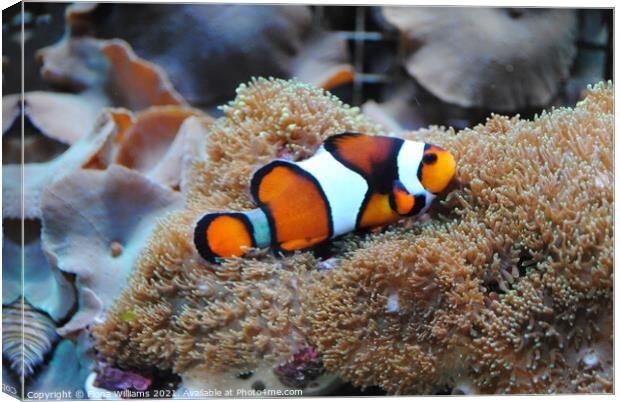 Nemo Clown Fish on his anemone Canvas Print by Fiona Williams