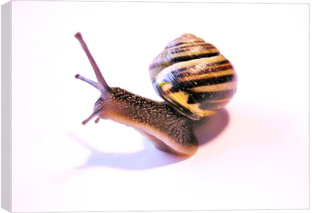 Curious Snail Canvas Print by Fiona Williams