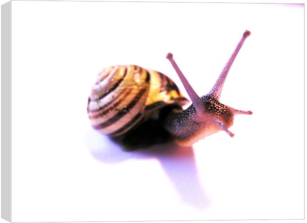 Side facing snail Canvas Print by Fiona Williams