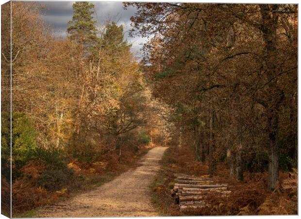 Forest walk Canvas Print by Andy Dow