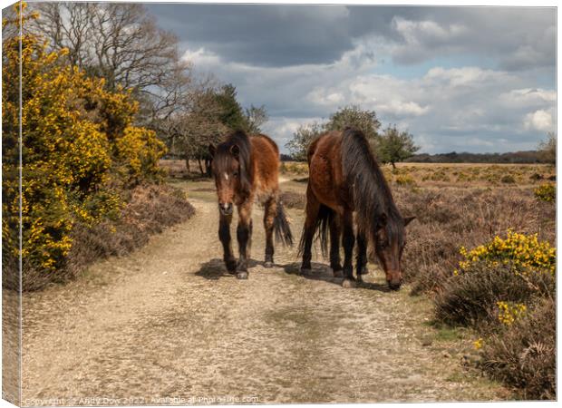 Horses in the New Forest Canvas Print by Andy Dow