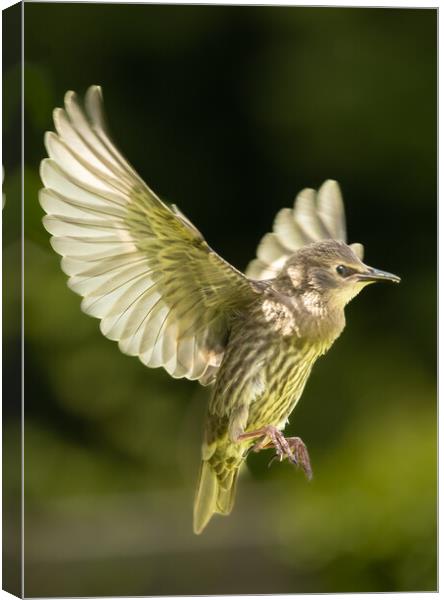 Starling in flight Canvas Print by Andy Dow