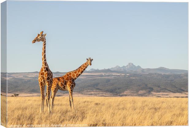 Mt Kenya and the giraffes  Canvas Print by Andy Dow