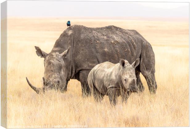 Rhinoceros family portrait Canvas Print by Andy Dow