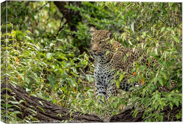 The watchful leopard Canvas Print by Andy Dow
