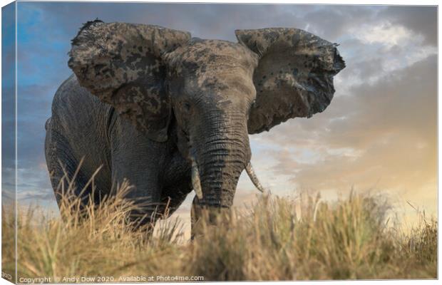 African elephant approaching the Chobe river, Nami Canvas Print by Andy Dow