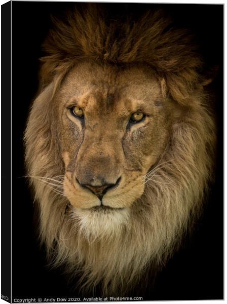 Portrait of an african lion Canvas Print by Andy Dow