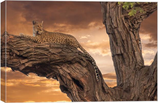 Loepard in the evening Canvas Print by Andy Dow