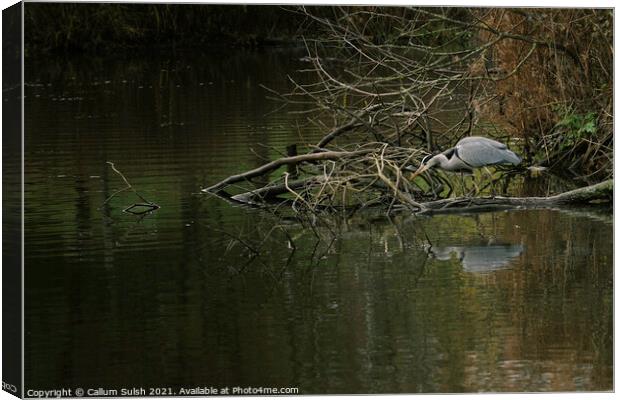 Heron On The Hunt Canvas Print by Callum Sulsh