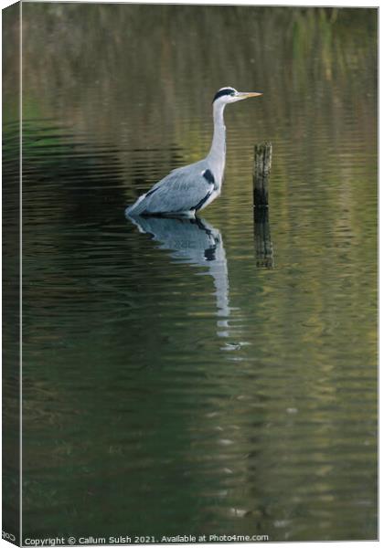 The Tranquil Heron Canvas Print by Callum Sulsh