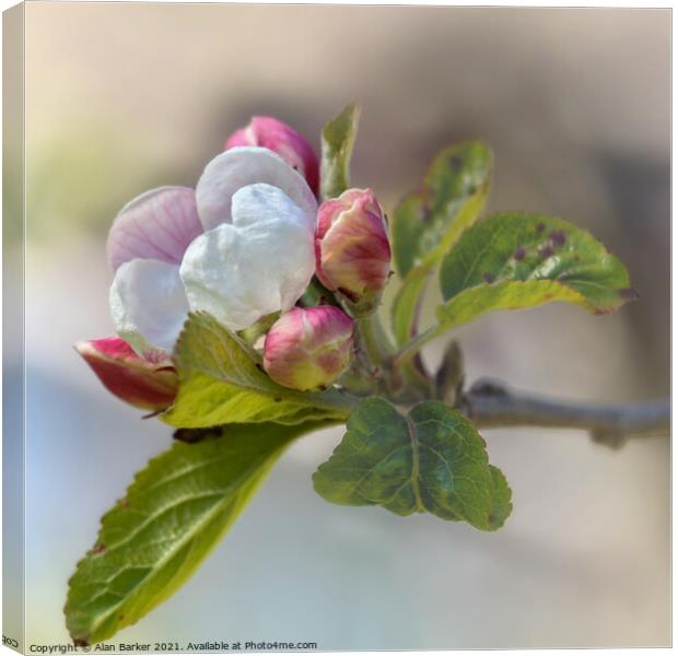 Apple Blossom Canvas Print by Alan Barker