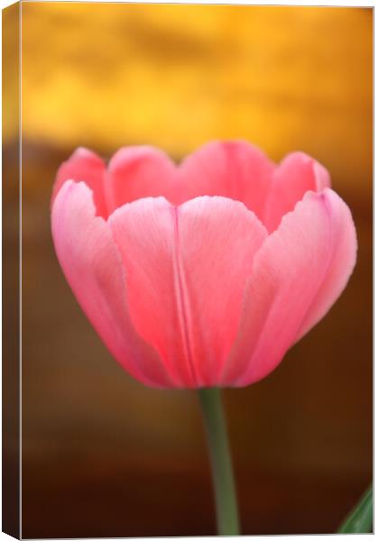 pink Tulip flower Canvas Print by Karina Osipova