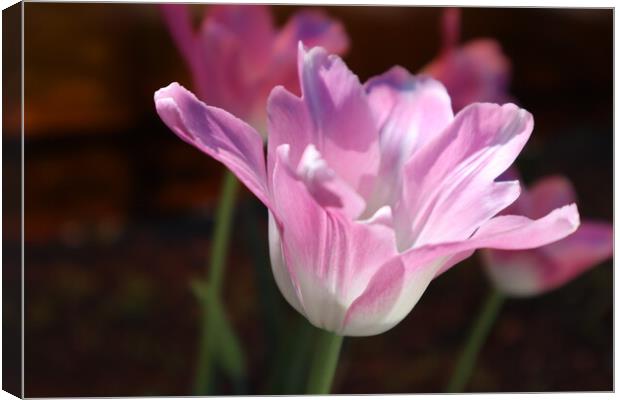 Beautiful pink Tulip flower close-up. Canvas Print by Karina Osipova