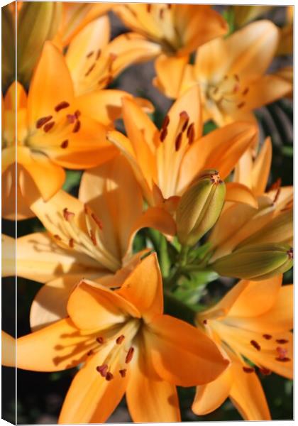 Bouquet of orange lilies Canvas Print by Karina Osipova