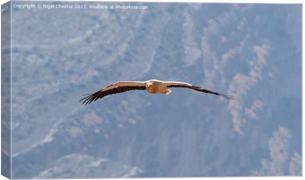 Egyptian Vulture in flight through the Jebal Shams gorge. Canvas Print by Nigel Chester