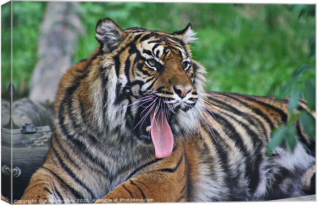 Yawning Tigress Canvas Print by Kara Hughes