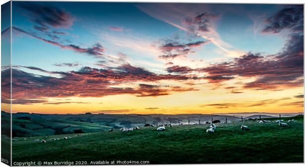 Sheep Watch the Day Break Canvas Print by Max Burridge