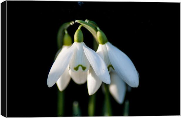 Plant flower Snowdrops Canvas Print by Roger Foulkes