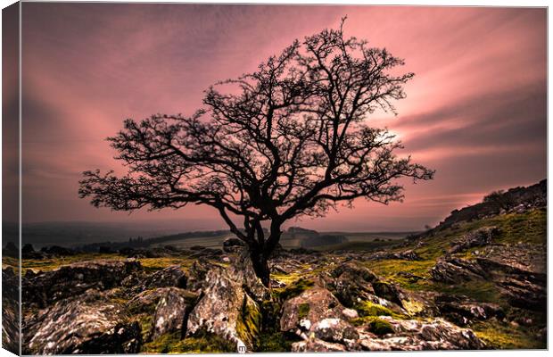 Winter Tree Norber Erratics Canvas Print by Roger Foulkes