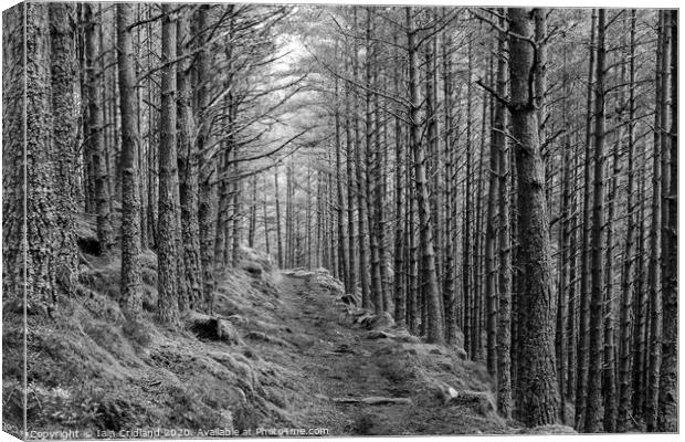 Pathway in a forest Canvas Print by Iain Cridland